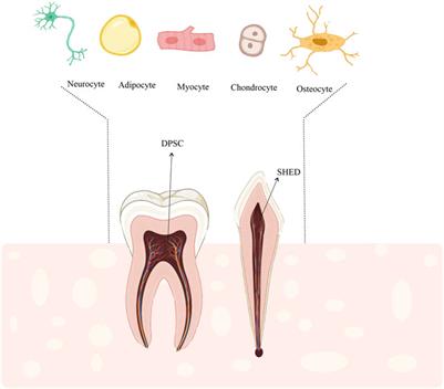 Hopes and opportunities of stem cells from human exfoliated deciduous teeth (SHED) in cartilage tissue regeneration